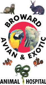 Broward Avian & Exotic Animal Hospital